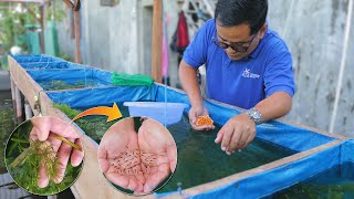 Fish Farming Secret Revealed! Hundreds of GOLDFISH babies ( Ultimate care from eggs to fry )