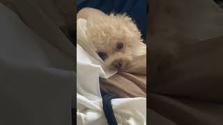 Thích Leo Lên Đống Quần Áo Ngủ Cơ