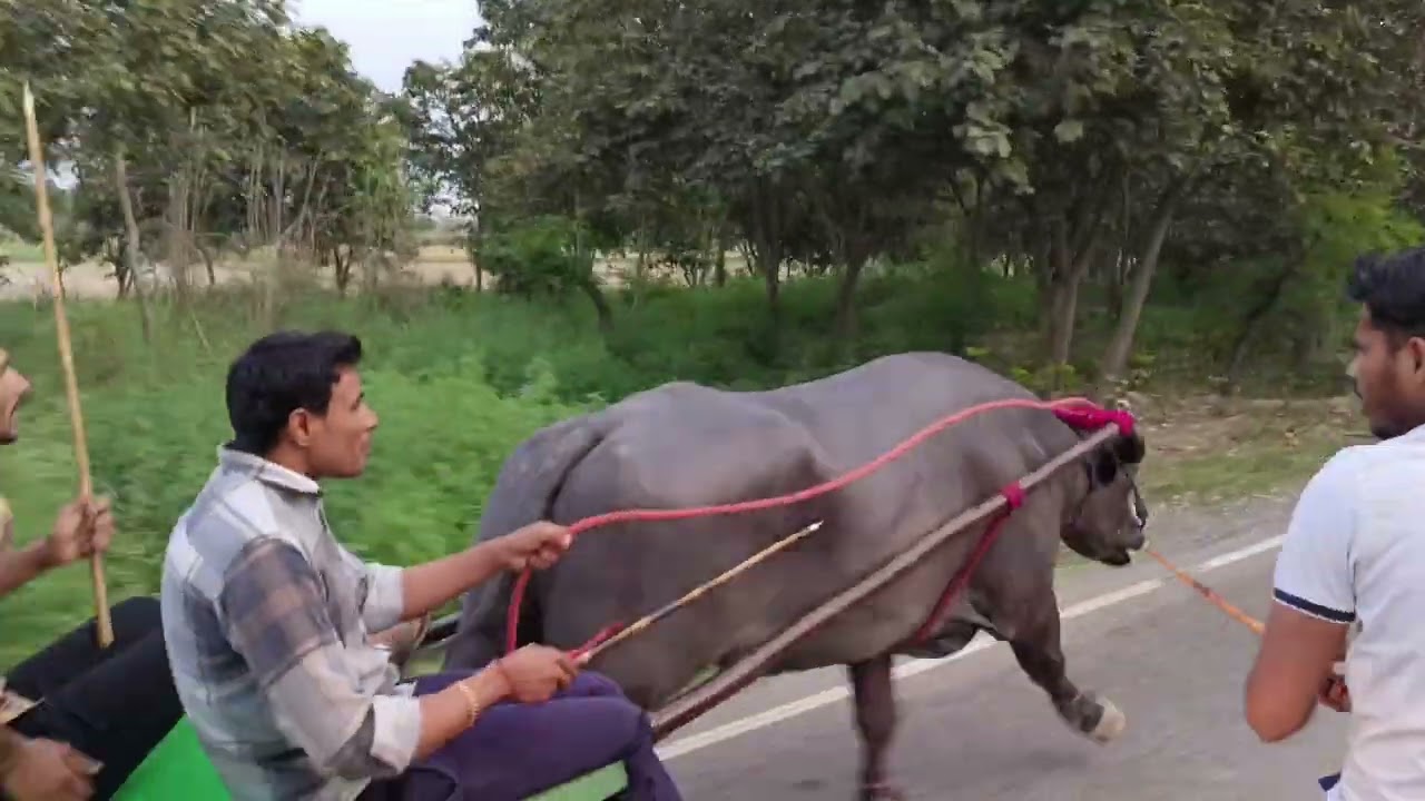 भलसोना मेला में राहुल भोला(रोहित घाट)और सचिन भोला में तकड़ा घस्सा, 29/3/23, शाम–6बजे,#झोटारेस#हॉर्स