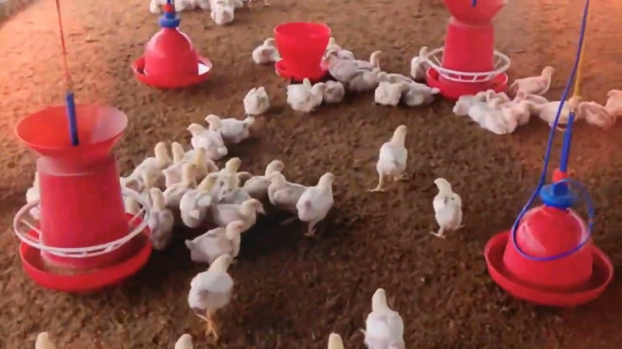 #poultry Farm Day 15 Video#Full Farm Video”#Suroj Creater Account#Chicken Farming Tips & Videos