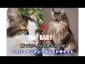 【ノルウェージャンフォレストキャットのBABY】遺伝子ってすごい　２にゃんの良いところをとって産まれてきた？