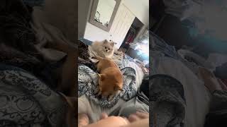 Shut Out To The Team At Greenies For Their Blueberry Minis. Huge Favorite For The Squad.