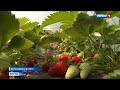 Клубнику по итальянским технологиям выращивают в Крыму