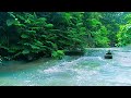 Nature Sounds for Sleeping No Ads 💧 Natural Forest Stream Ambience