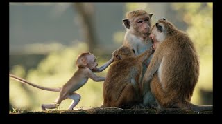 A nature documentary that follows newborn monkey and its mother as
they struggle to survive within the competitive social hierarchy of
temple troop, ...