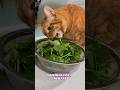 Proof That Orange Cats Are Built Different #shorts #cat #funny #viral