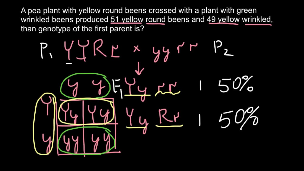 mendelian genetics problem solving