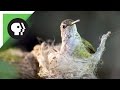 Hummingbird Builds Tiny Nest