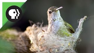 Hummingbird Builds Tiny Nest screenshot 3