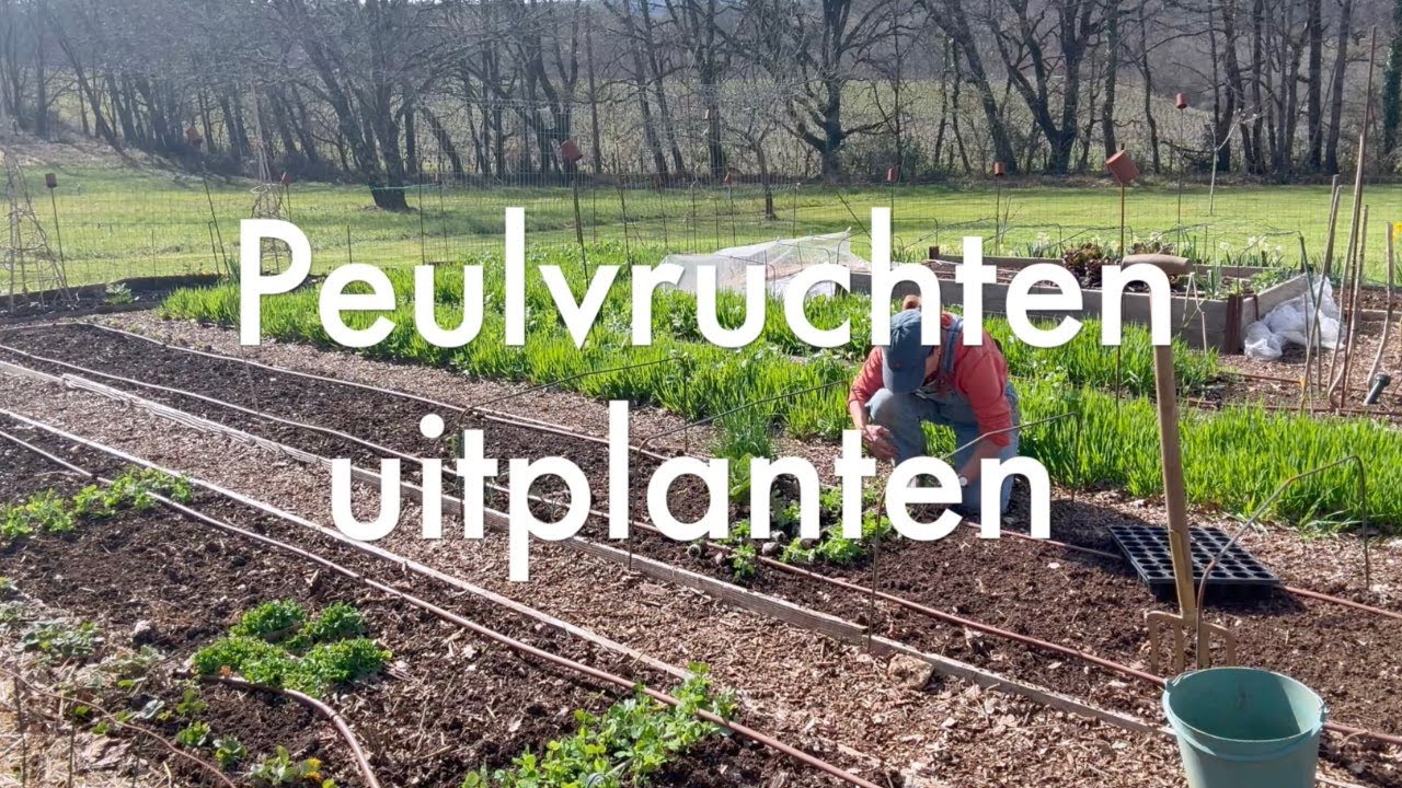 Ini's Moestuin #226 - Maart: zoete aardappel opstarten, peulvruchten uitplanten, kruiden verspenen.