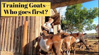 Chaos in the goat barn--which goat goes first?