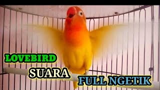 LOVEBIRD FIGHTER NGETIK ll RAJA nya NGETIK SUARA FULL NGETIK Panjang Lanjut Lovebird jadi NGEKEK