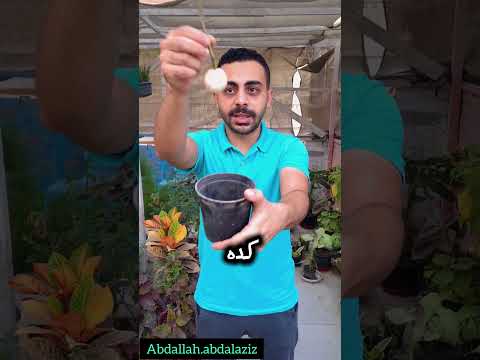 زراعة الورد البلدي زراعة الأسطح  فلسطين اكسبلور نباتات سماد زراعة 