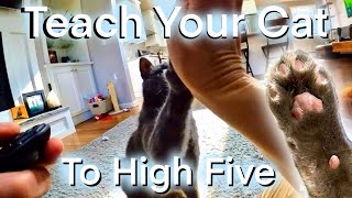 How I Taught My Cats to Learn How to High Five Fast! by Spooky and Sweet Potato 77 views 1 month ago 2 minutes, 35 seconds