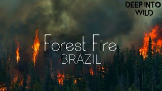 Forest Fire | Stock Footage #46 | Deep Into Wild |