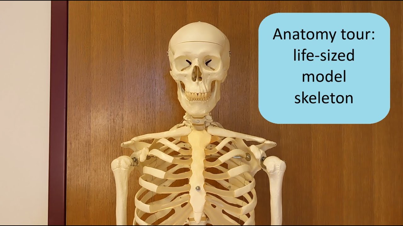 Skeleton Anatomy Close Up Tour - Alexander Technique mechanics - YouTube