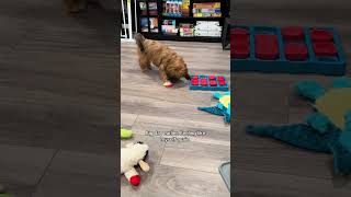 .Chew.the.shihpoo Taking It Slow