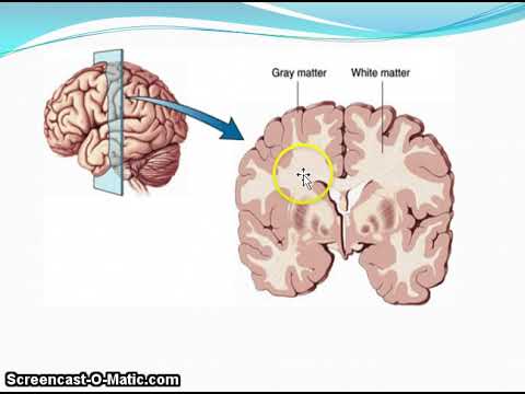 introduction to nervous system - YouTube