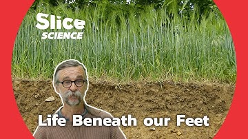The Incredible Innerworkings of Soil Fertility | SLICE SCIENCE