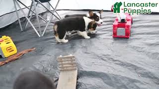 Sweet Welsh Corgi Puppies