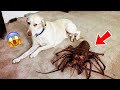 Funniest dog reactions of 2023  scared and pranks dog   pets island