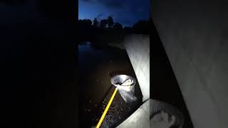 Man Rescues Baby Raccoon Trapped in Water