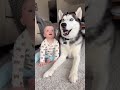 Husky Howls Baby Gets Braver#viral #shortvideos #dog