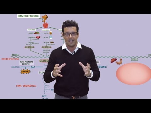 Vídeo: La glicogen fosforilasa és una transferasa?