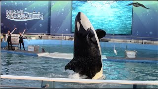Killer Whale & Dolphin Show  Miami Seaquarium  January 15, 2021
