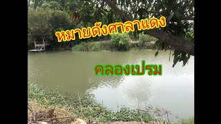 หมายดังศาลาแดงคลองเปรมวันนี้มีปลาไหมมาลุ้นกัน? ep.122 #fishing #ตกปลาคลองธรรมชาติ #คลองเปรมประชากร