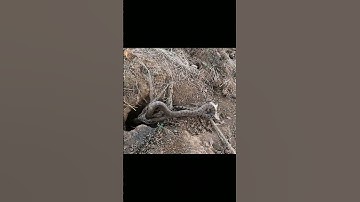 Build a Snake Trap in Seconds with THIS Simple Trick! #shorts