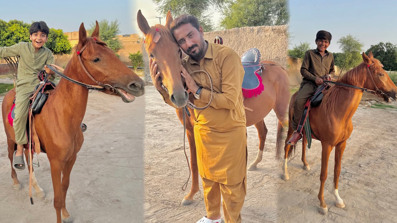 Finally Dream Horse 🐎 La Aya Tali Or Shahmeer Ko First Ride Krwi 🥳
