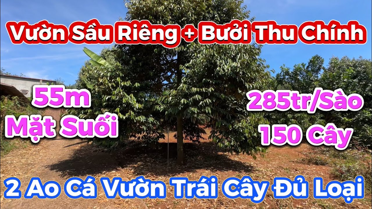 Tin Nổi Ko? Nhà Vườn Ao Cá Sầu Riêng Trái Cây Đủ Loại bước Vào Là Mê#đấtvườngiárẻ #nhàđấtbìnhphước