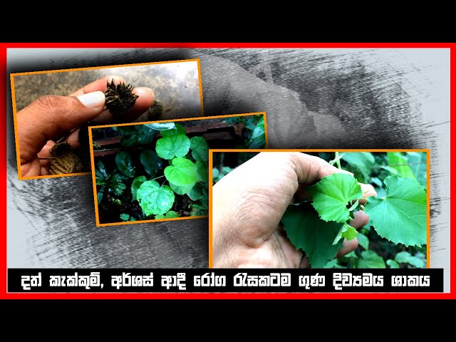 බෙහෙත් අනෝදා | අර්ශස්, දත් කැක්කුම් ආදී රෝග රැසකට ගුණ බෙහෙත් අනෝදා - Beheth Anoda Plant Sinhala
