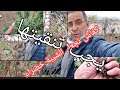 كفاش تنقي الشيبة وتجعلها حية خضراء قم بتنقيتها من الأوراق اليابسة