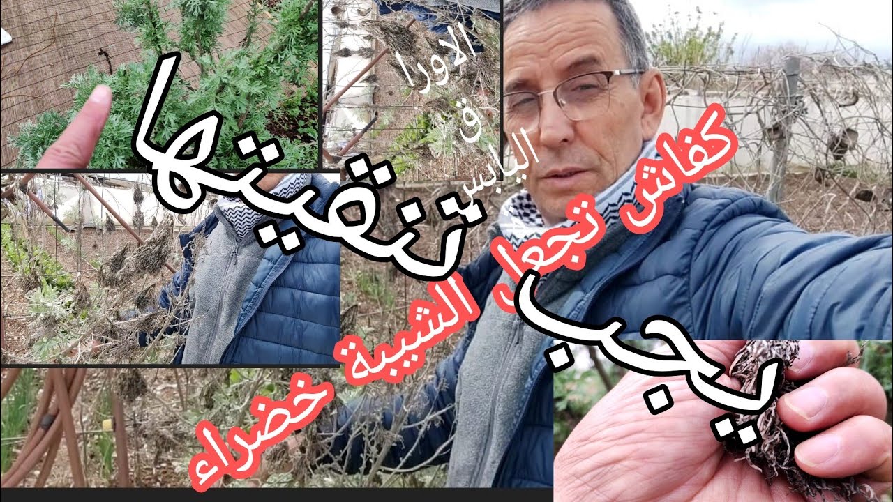 كفاش تنقي الشيبة 🍀وتجعلها حية خضراء 🌿قم بتنقيتها من الأوراق اليابسة🇪🇸👍🏼
