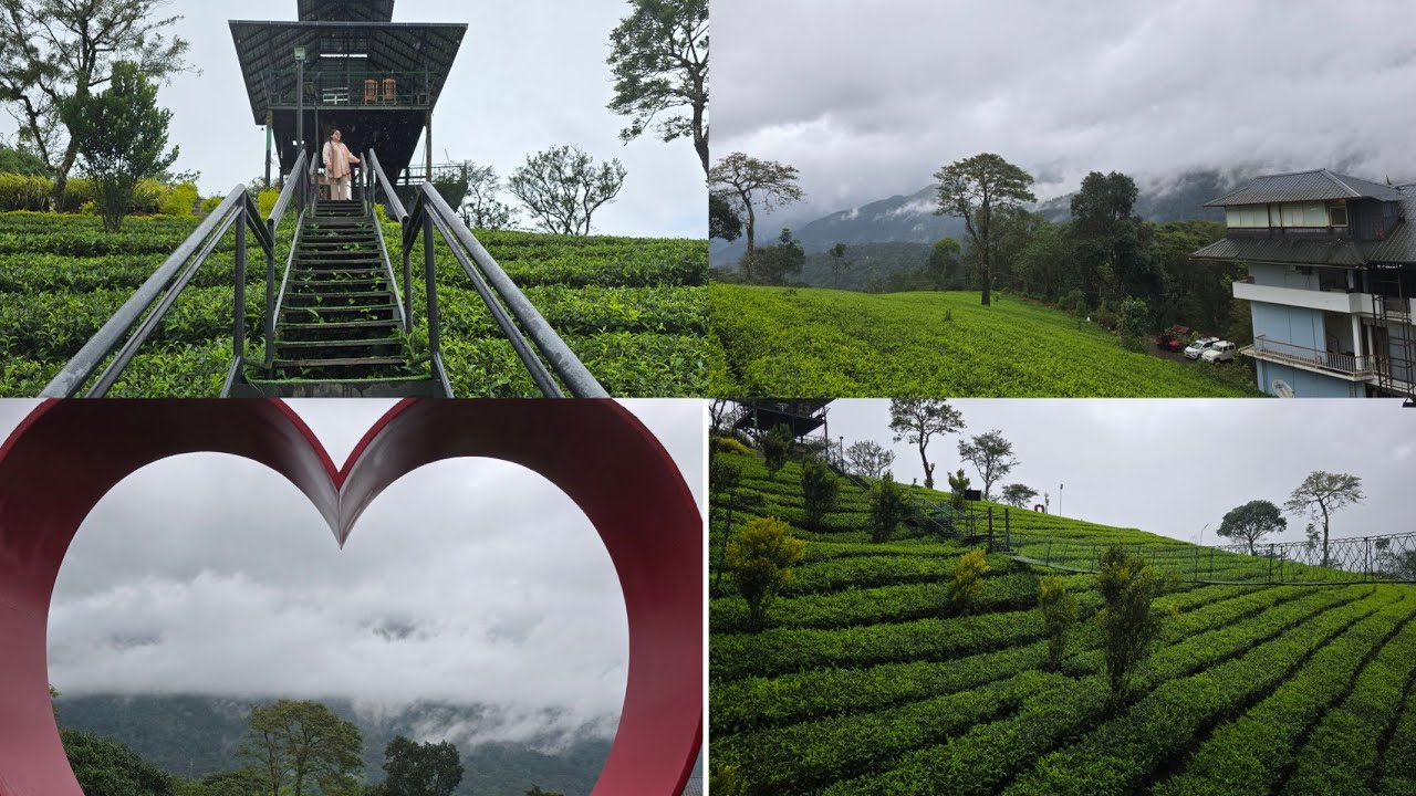 Горная станция Мунар в Керале | Курорт с плантацией ловцов снов в чайном саду | Прекрасный вид на...