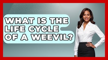 What Is The Life Cycle Of A Weevil? - Insects and Invaders