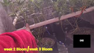 LemonGrass & Jelly Donutz week 2  / week 3 BLOOM