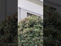 Mockingbird #birdwatching