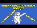 КОШКИ ПРЕДСКАЗЫВАЮТ ПОГОДУ. НЕПРАВИЛЬНАЯ КОШКА | CATS PREDICT THE WEATHER. WRONG CAT