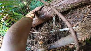 Pushing a sideways leaning Alder Tree into lead