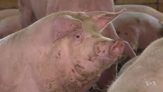 US Farmers Brace for Long Term Impact of Escalating Trade War