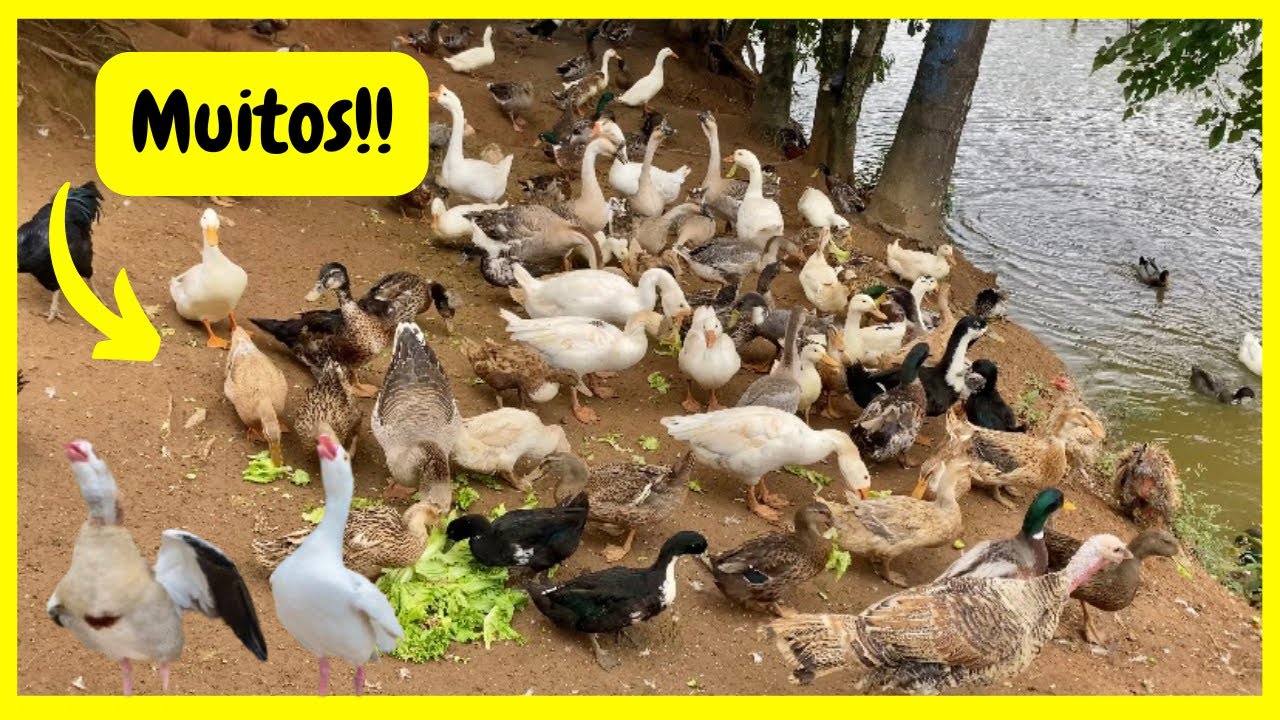 Criação de Gansos Patos Marrecos Angolas - Ovoscopia dos Ovos de Ganso do Egito | Gutejando
