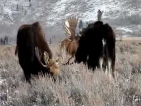 Bull Moose Herd, Jackson Hole Wyoming