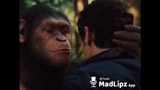 UDAH NGOPI BELOM lucu Dubbing MadlipzApp koleksi