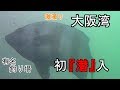 大阪湾で潜ってみた！【ナラギョEp.13】有名釣り場潜入1＝海中映像　イシダイ、スズキ、クロダイ、イシガキダイも！？魚突きはしないよ