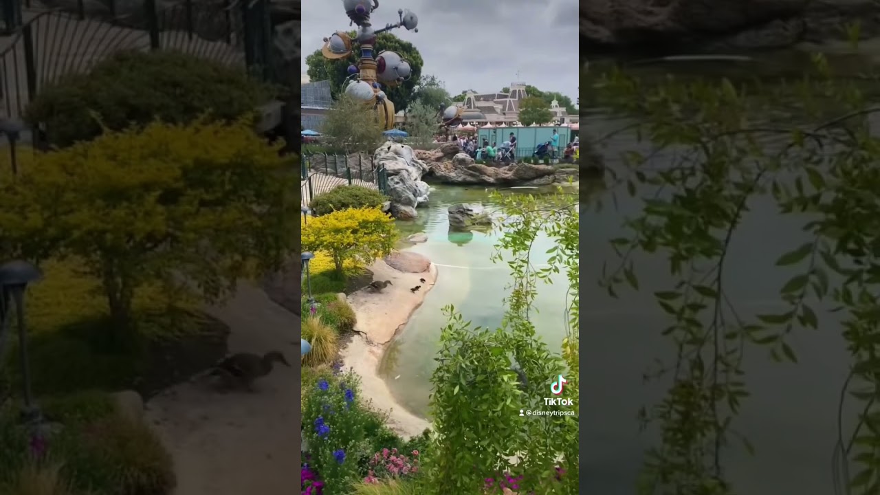 Oh to be a duck at Disneyland 