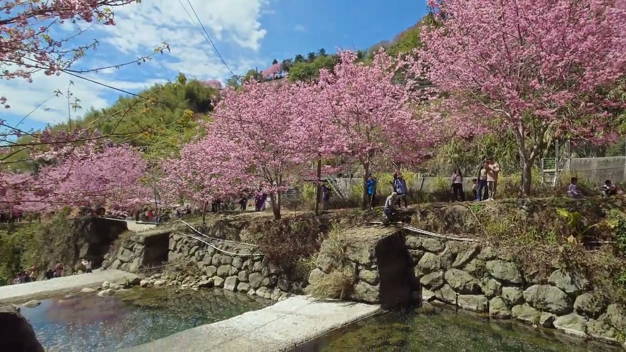 20250302_雲林古坑-石壁九芎公廟+美人谷+蘇家農場_竹山-紅屋餐廳