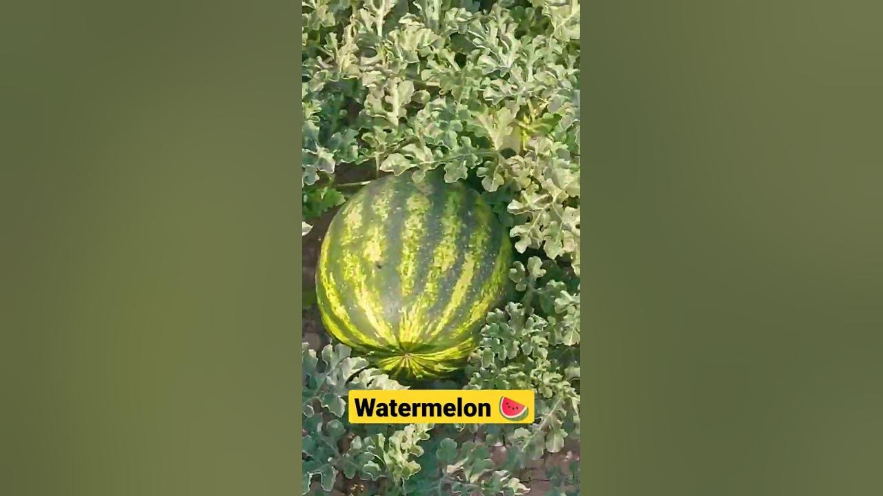 арбуз 🍉🍉🍉🍉 - YouTube
